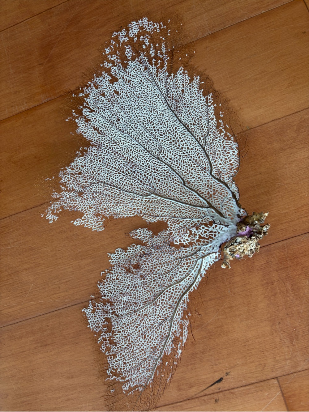 Sea fan coral, L size - Picture 4 of 7